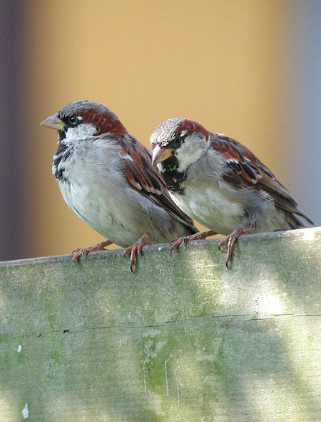 Vogelroepertje huismus