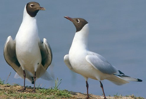 Vogelroepertje Kokmeeuw