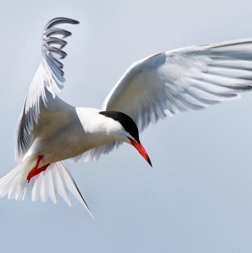 Vogelroepertje Visdiefje