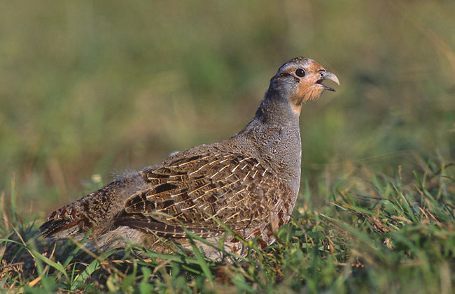 Vogelroepertje Patrijs
