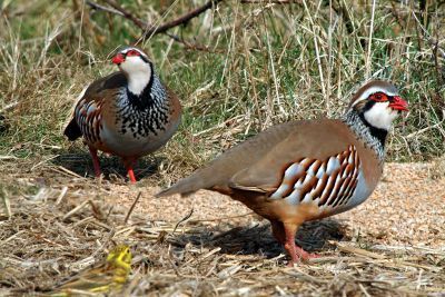 Vogelroepertje Rode Patrijs