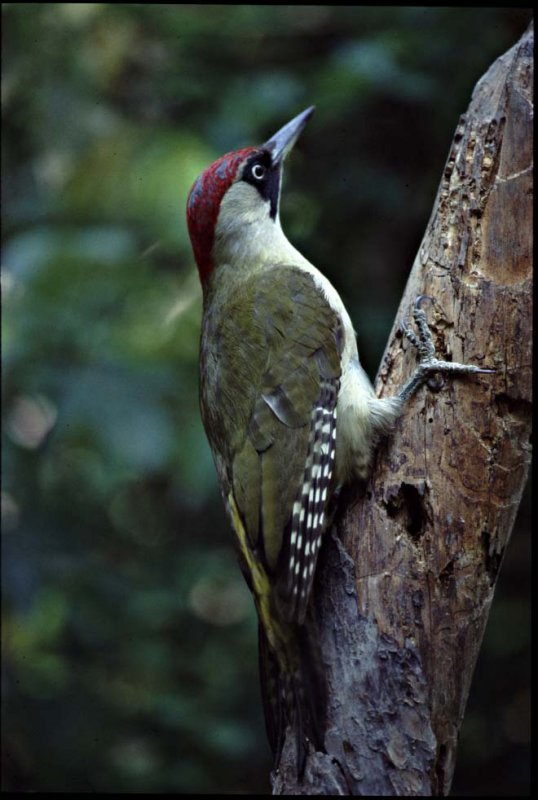 Vogelroepertje Groene Specht