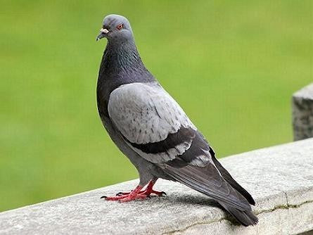 Vogelroepertje Postduif