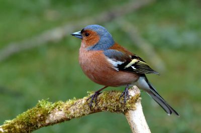 Vogelroepertje Vink