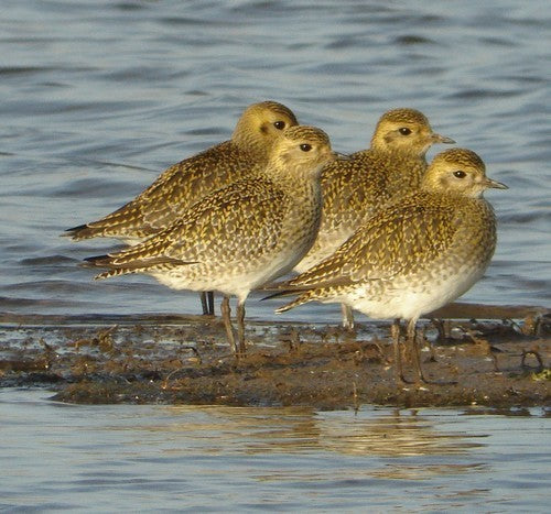 Vogelroepertje Goudplevier
