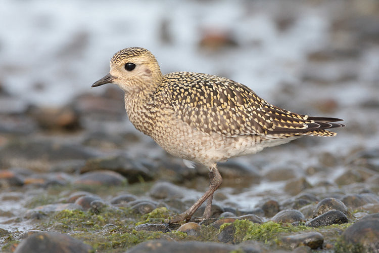 Vogelroepertje Goudplevier
