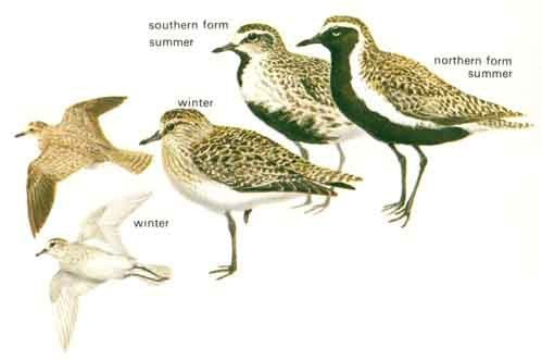 Vogelroepertje Goudplevier