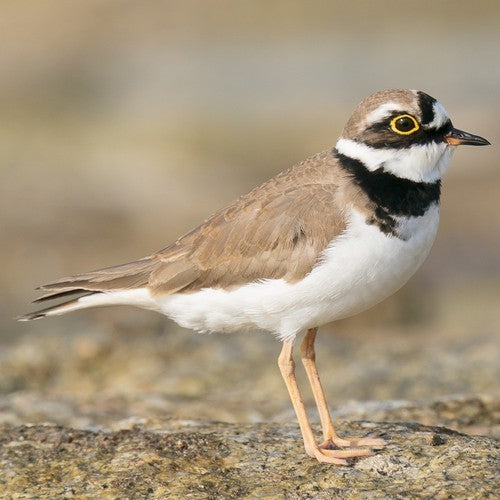 Vogelroepertje Kleine Plevier