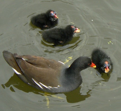 Vogelroepertje Waterhoen