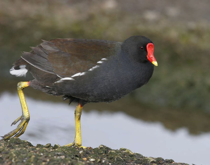 Vogelroepertje Waterhoen