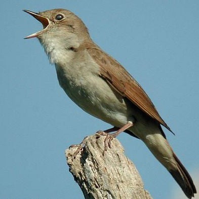 Vogelroepertje Nachtegaal