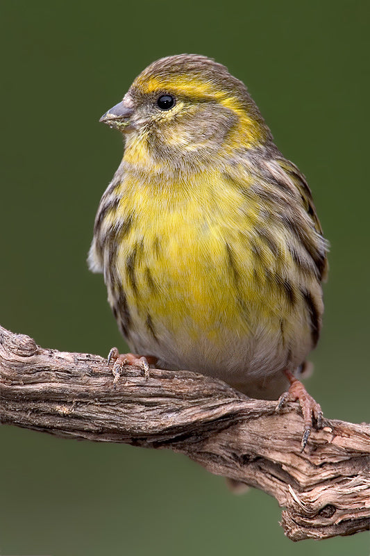 Vogelroepertje Europese Kanarie
