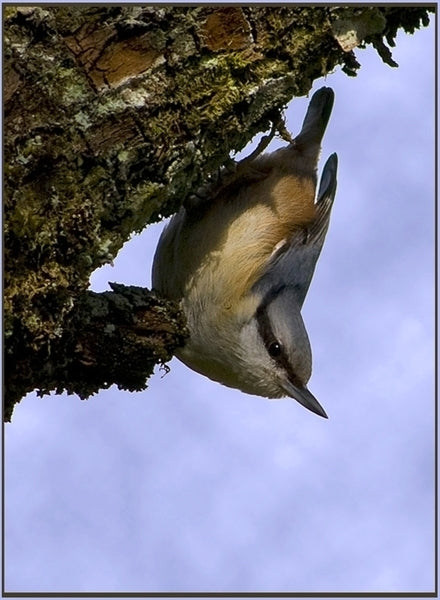 Vogelroepertje Boomklever