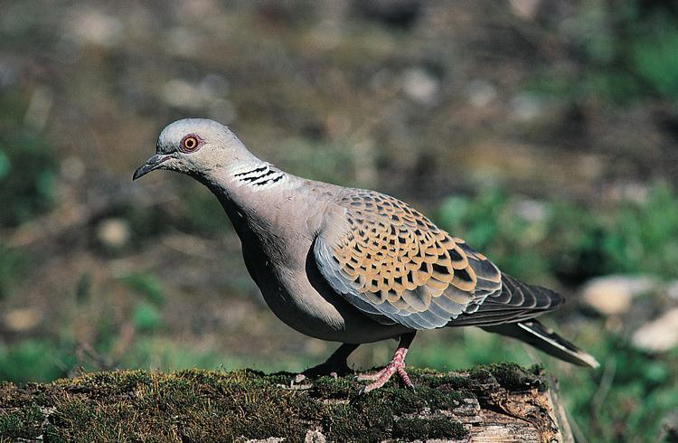 Vogelroepertje Zomertortel