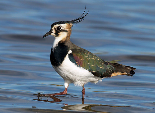 Vogelroepertje Kievit