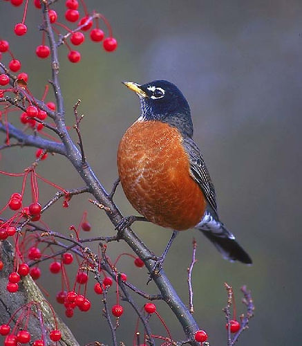 Vogelroepertje Roodborstlijster