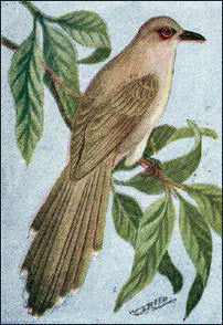 Yellow-billed Cuckoo Call