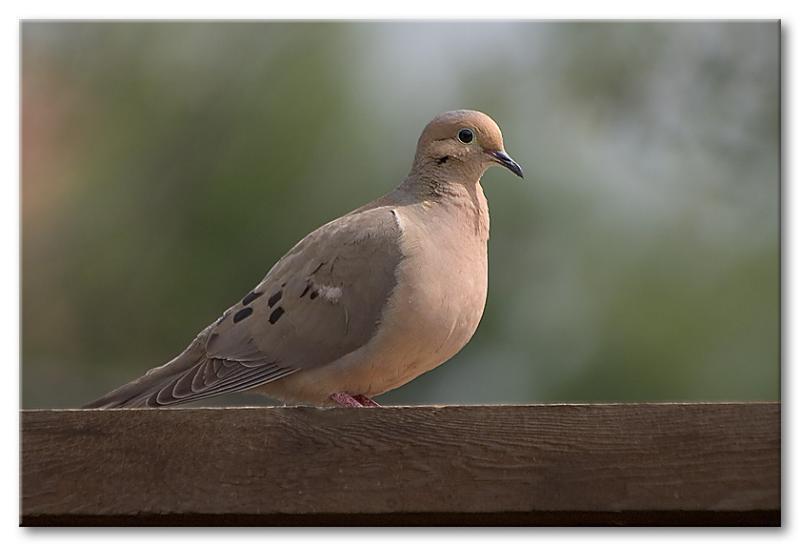 Vogelroepertje Treurduif