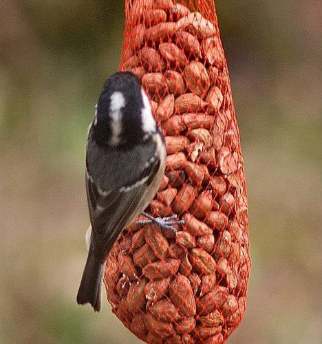 Buitenvogelvoer Pindanetjes