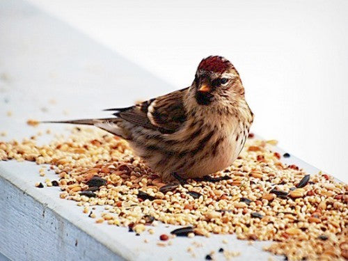 Buitenvogelvoer Winterstrooivoer