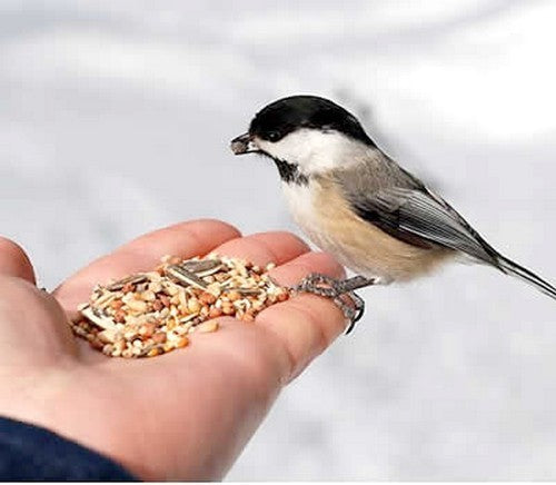 Buitenvogelvoer Winterstrooivoer