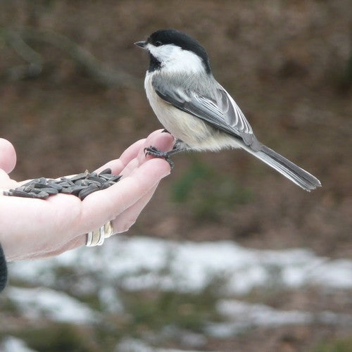 Buitenvogelvoer Winterstrooivoer