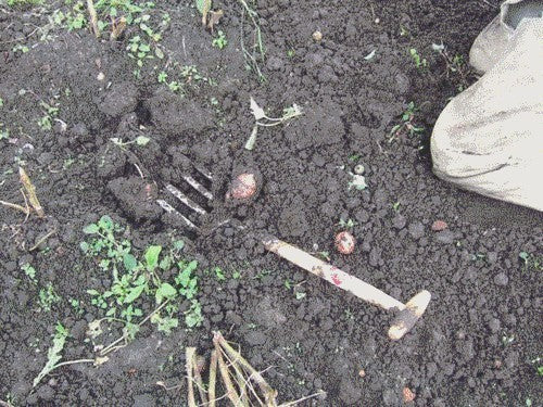 Potato Fork 4-Tine