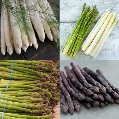 Uitverkoop Aspergeplanten