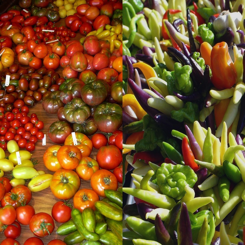 Bijzondere Tomaten- en Peperplanten