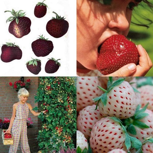Pakket: Aardbeien Zwart & Wit & Klim & Reus