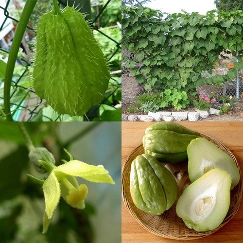 Chayote tegen Herfst- en Winterprijsje