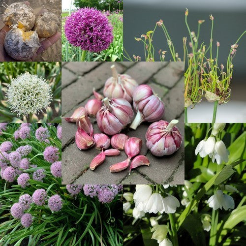 Hardy Onions and Shallots