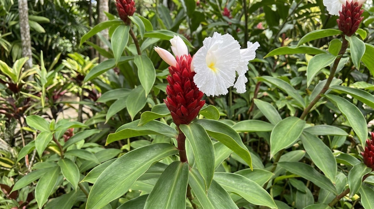 Cheilocostus speciosus