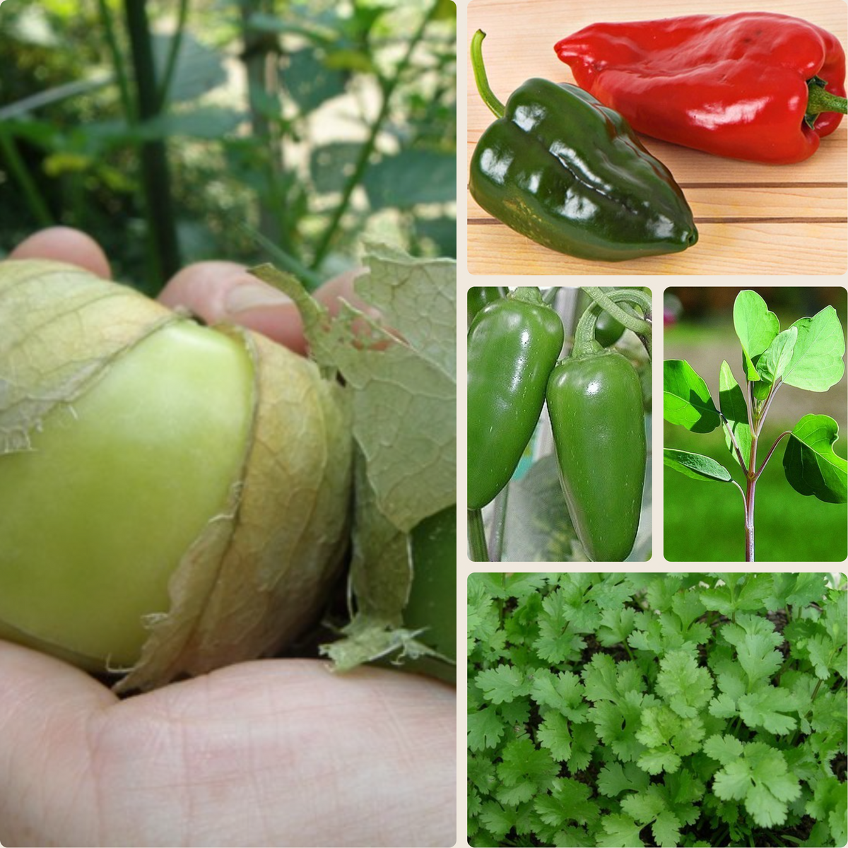 Mexico - Moestuinpakket 5 zakjes