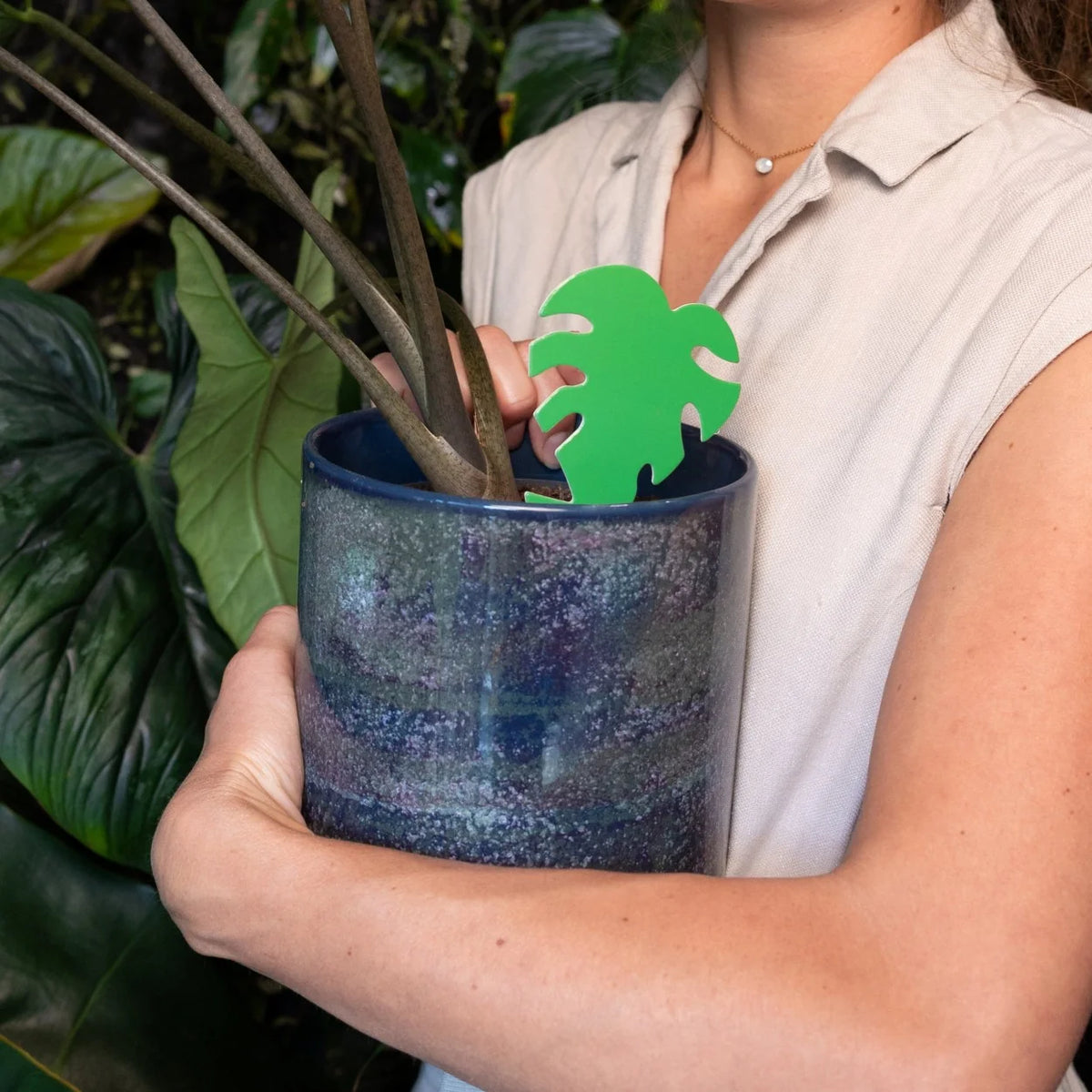 Insect Traps Sticky Leaf monstera