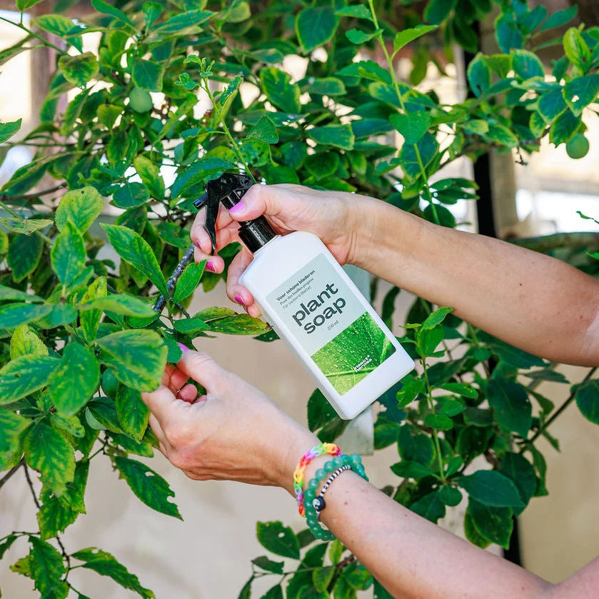 Plant Leaf Cleaner Plant Soap