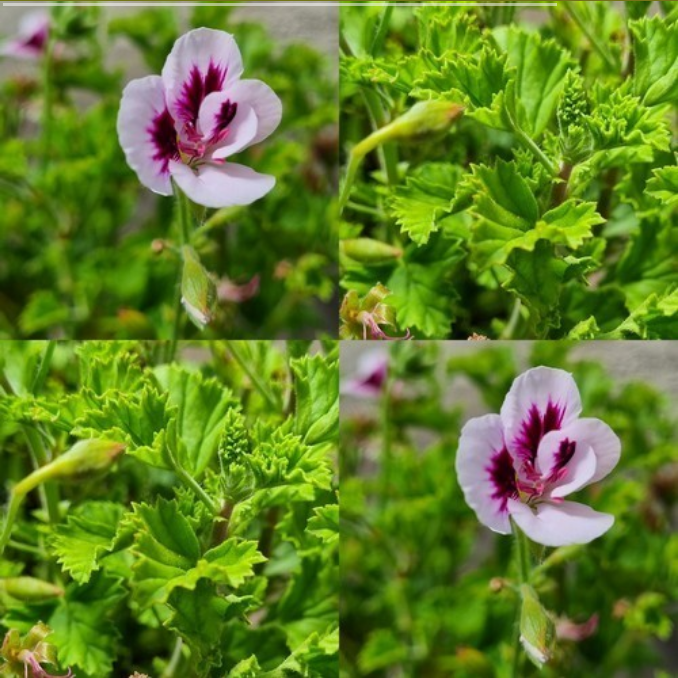 Geranium, Anti Mug 'Mosquitoschoker'