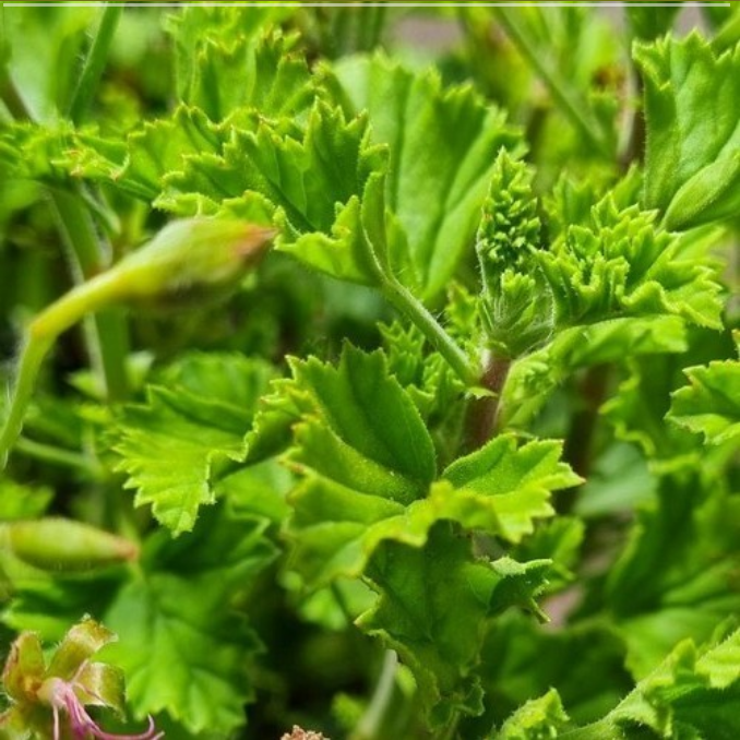 Geranium, Anti Mug 'Mosquitoschoker'