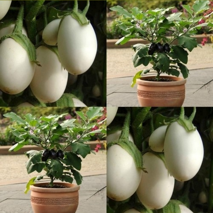 Aubergine ‘Jewel Opal’ F1 / 'Jewel Ivory' F1