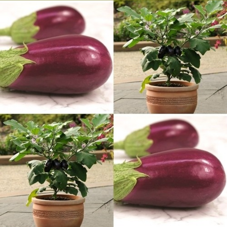 Aubergine ‘Jewel Neon’ F1 / 'Jewel Amethyst' F1