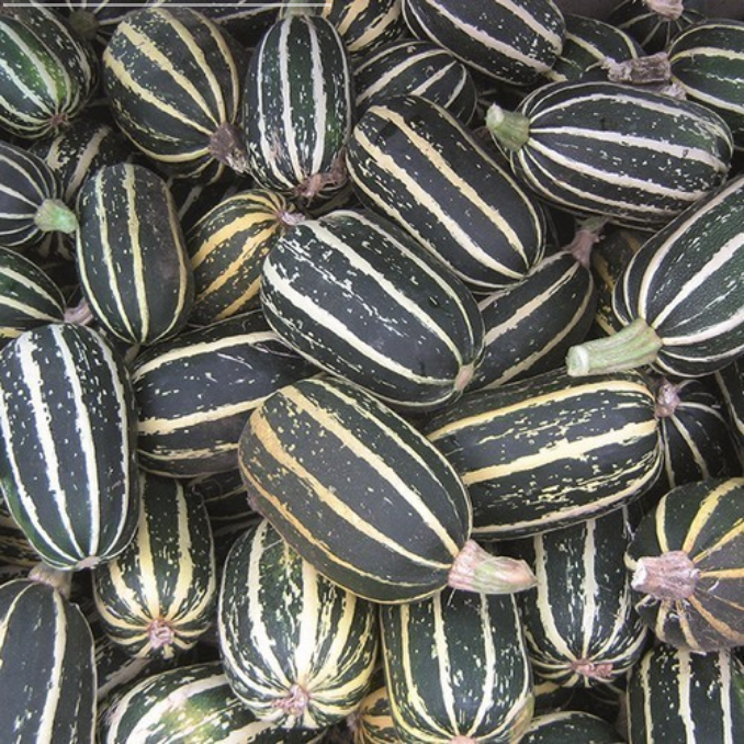 Courgette 'Babymax' F1 / 'Midnight F1