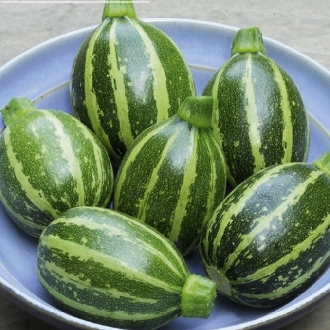 Courgette 'Babymax' F1 / 'Midnight F1