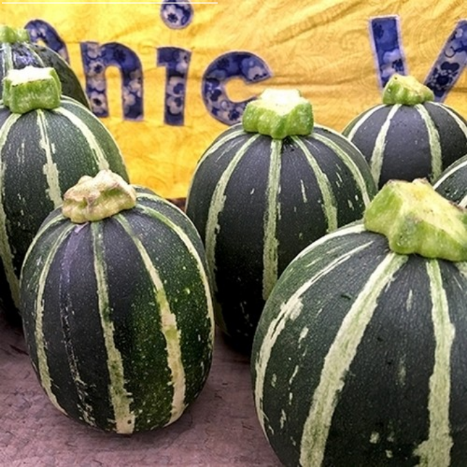 Courgette 'Babymax' F1 / 'Midnight F1