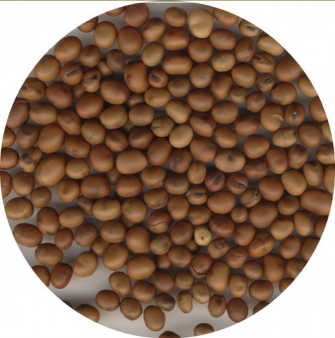 Duivenbonen 'Maris Bead'