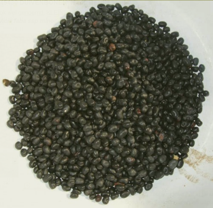 Duivenbonen 'Maris Bead'