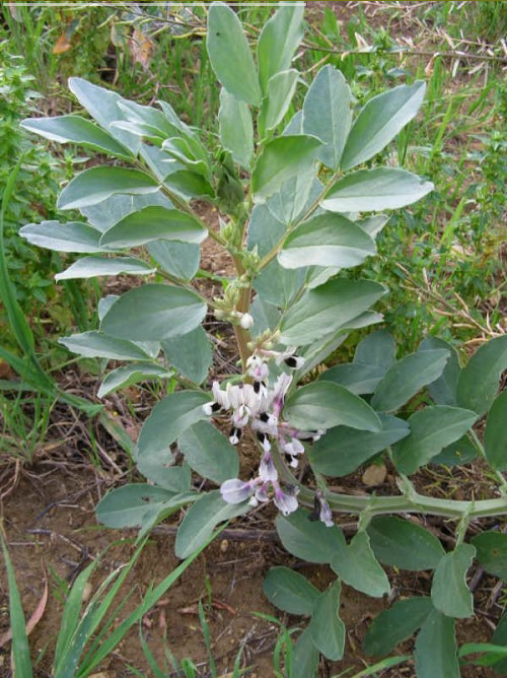 Duivenbonen 'Maris Bead'