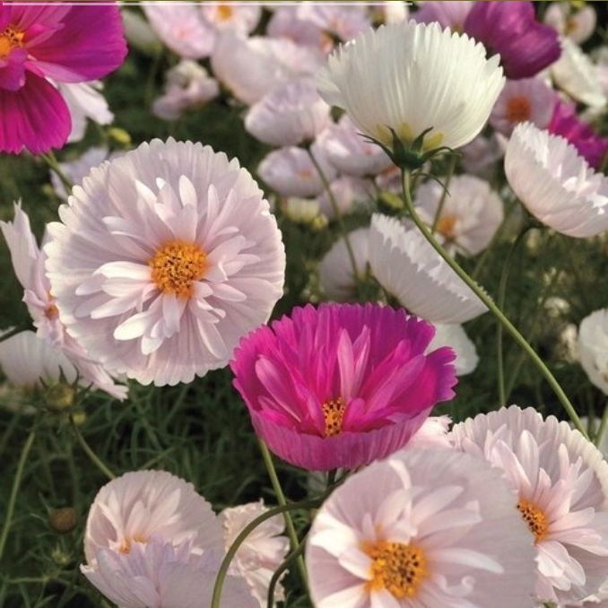Cosmos bipinnatus 'Cupcakes Mixed'