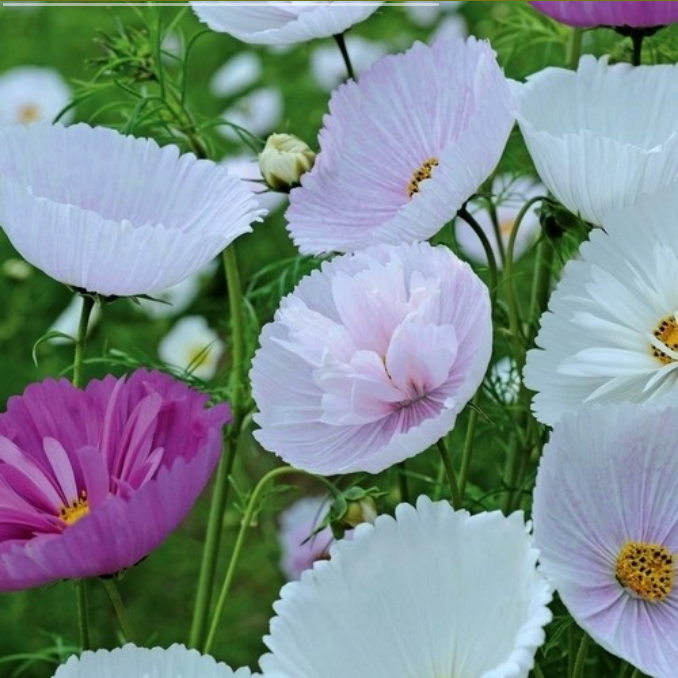 Cosmos bipinnatus 'Cupcakes Mixed'