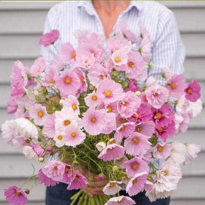 Cosmos bipinnatus 'Cupcakes Mixed'