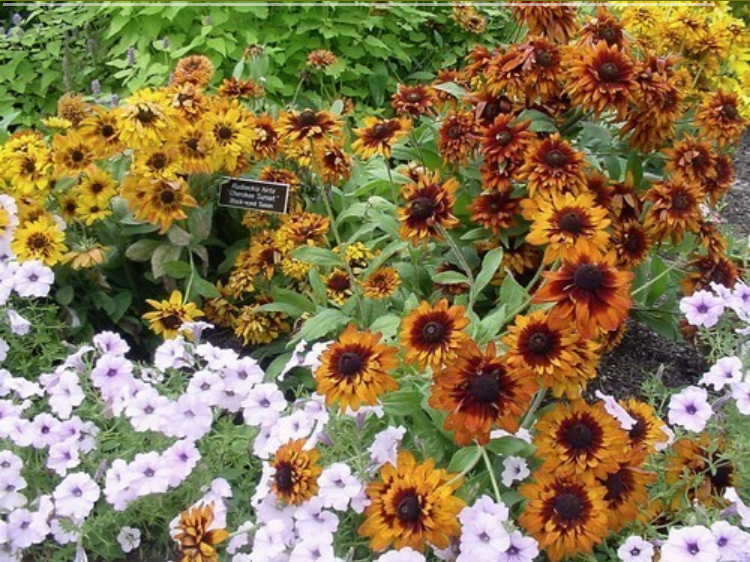 Rudbeckia hirta 'Cherokee Sunset'